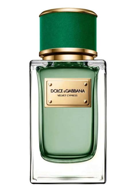 dolce gabbana velvet collection cypress edp 150 ml erkek parfüm|Dolce&Gabbana Velvet Cypress EDP 150 ml Erkek Parfüm.